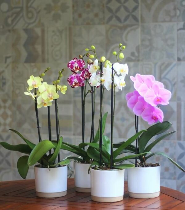 Orquídeas en CDMX Regala orquídeas