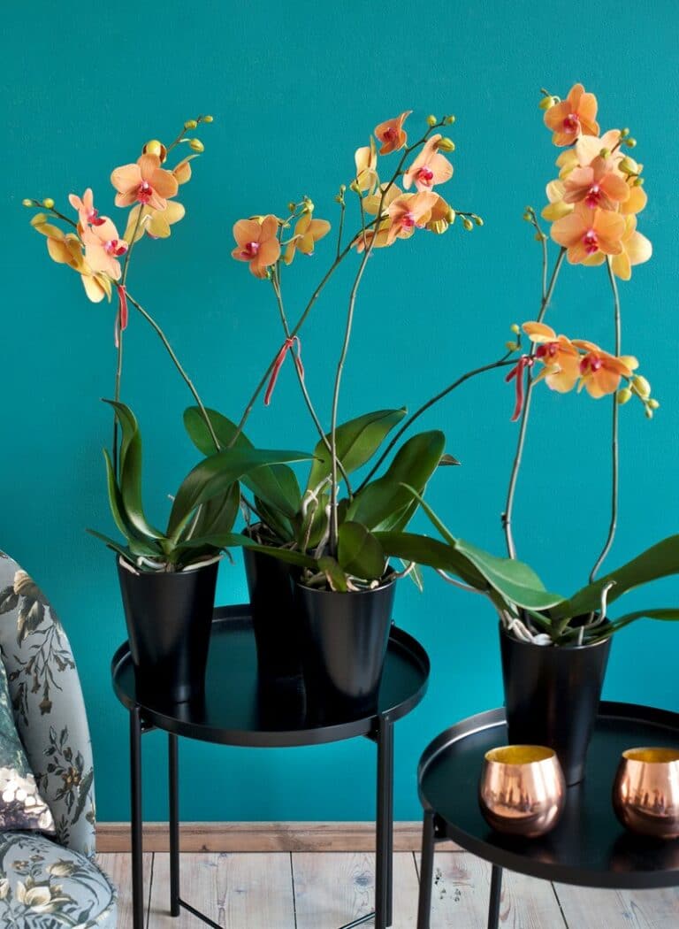 orquídeas regalo amiga