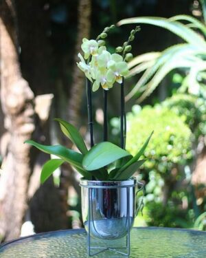 Orquídea para la tía
