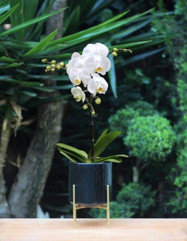 Venta de orquídeas
