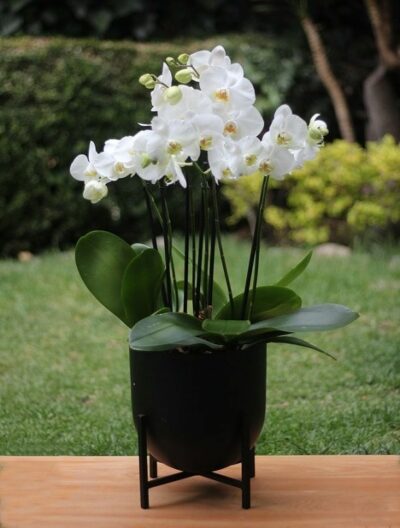 Venta de Orquídeas
