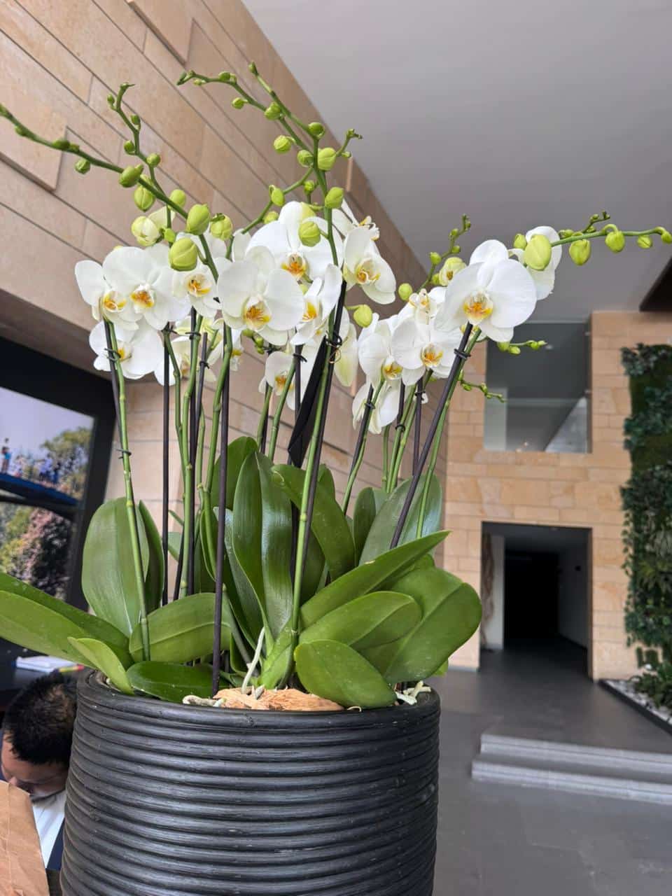 Jardín de Bambú - Imagen 3
