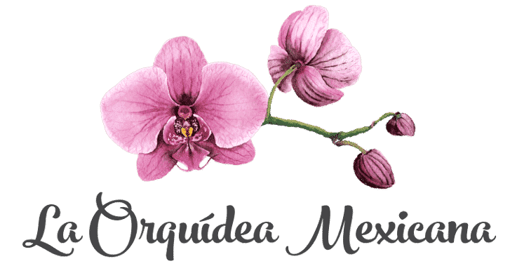 Envío De Orquídeas A Domicilio | Comprar Orquídeas Online