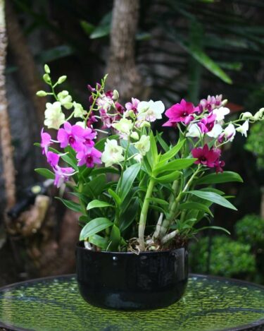 Orquídeas Regalo Gratis